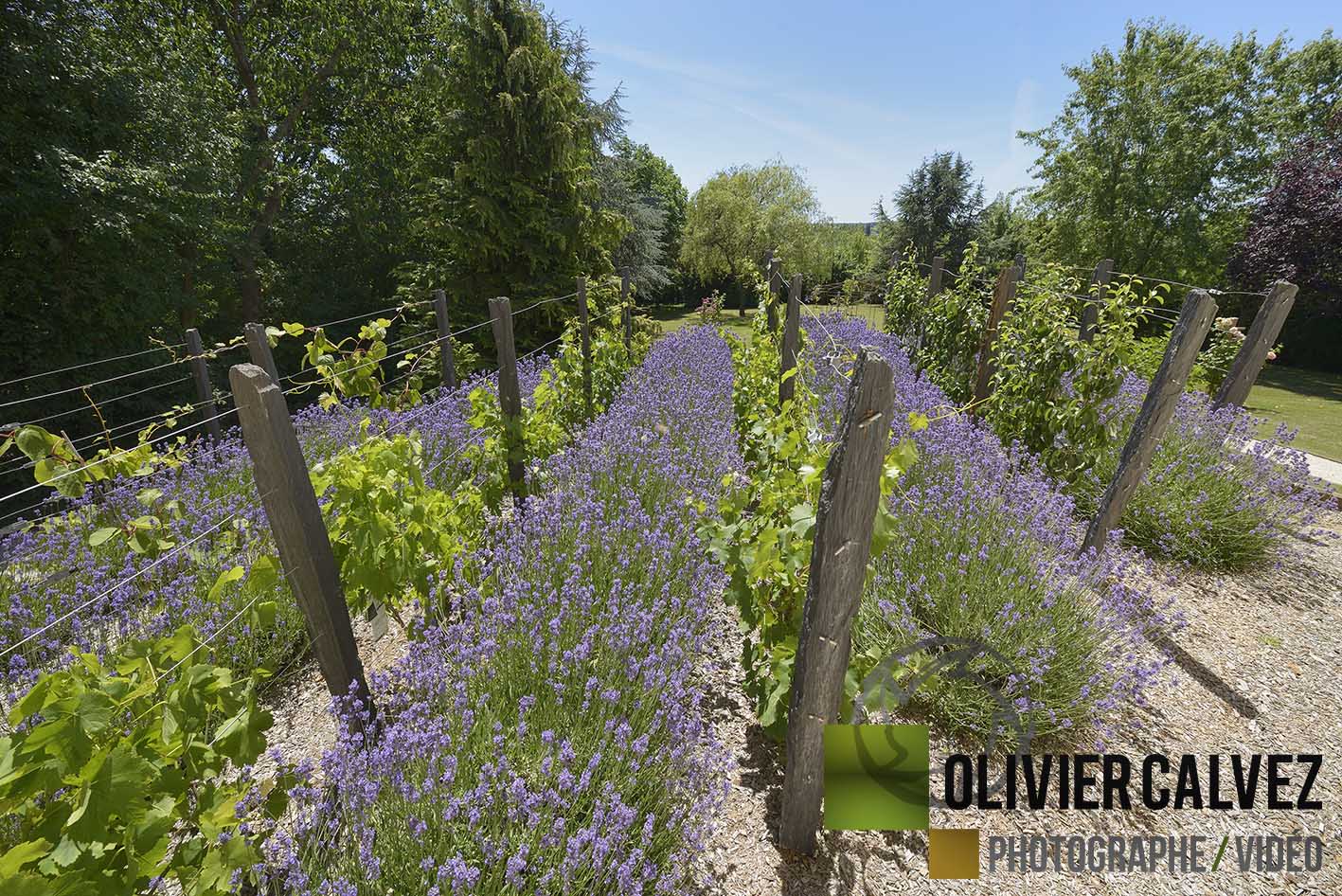 Photo par Olivier Calvez - Photographe de communication